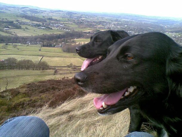 Paws on the moors